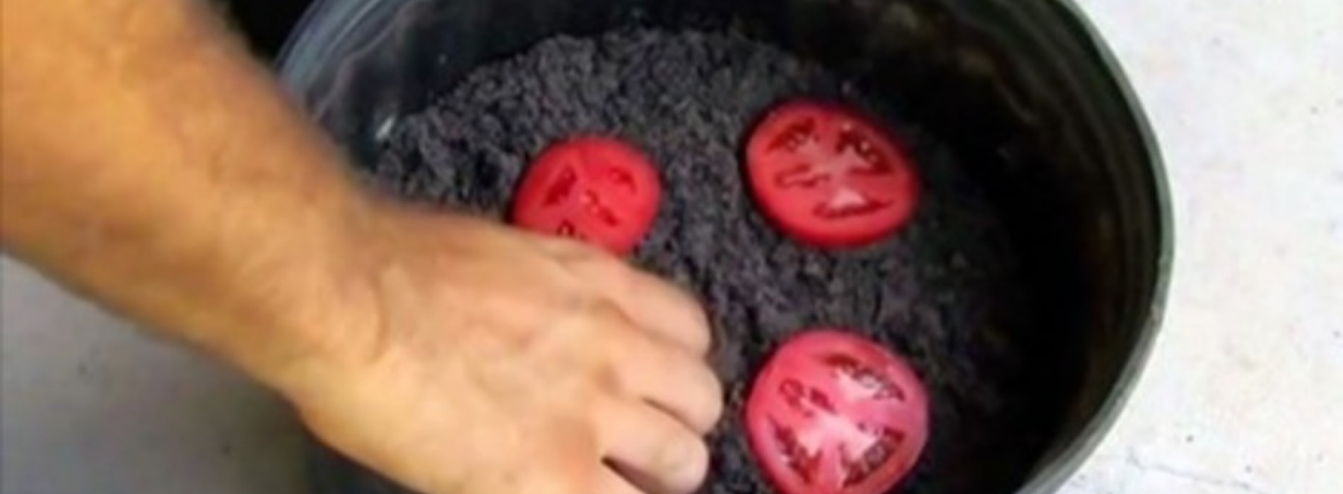 Hij Legt 4 Plakjes Tomaat In Een Pot Met Grond. Dit Lijkt Vreemd, Maar 10 Dagen Later? Wow!
