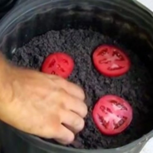 Hij Legt 4 Plakjes Tomaat In Een Pot Met Grond. Dit Lijkt Vreemd, Maar 10 Dagen Later? Wow!