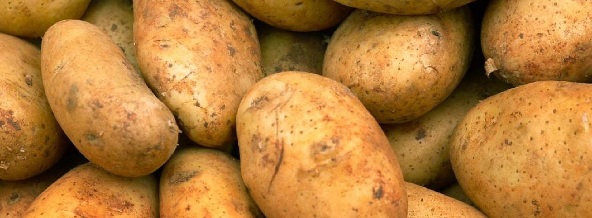 Zo kweek je 100kg aardappelen op je balkon