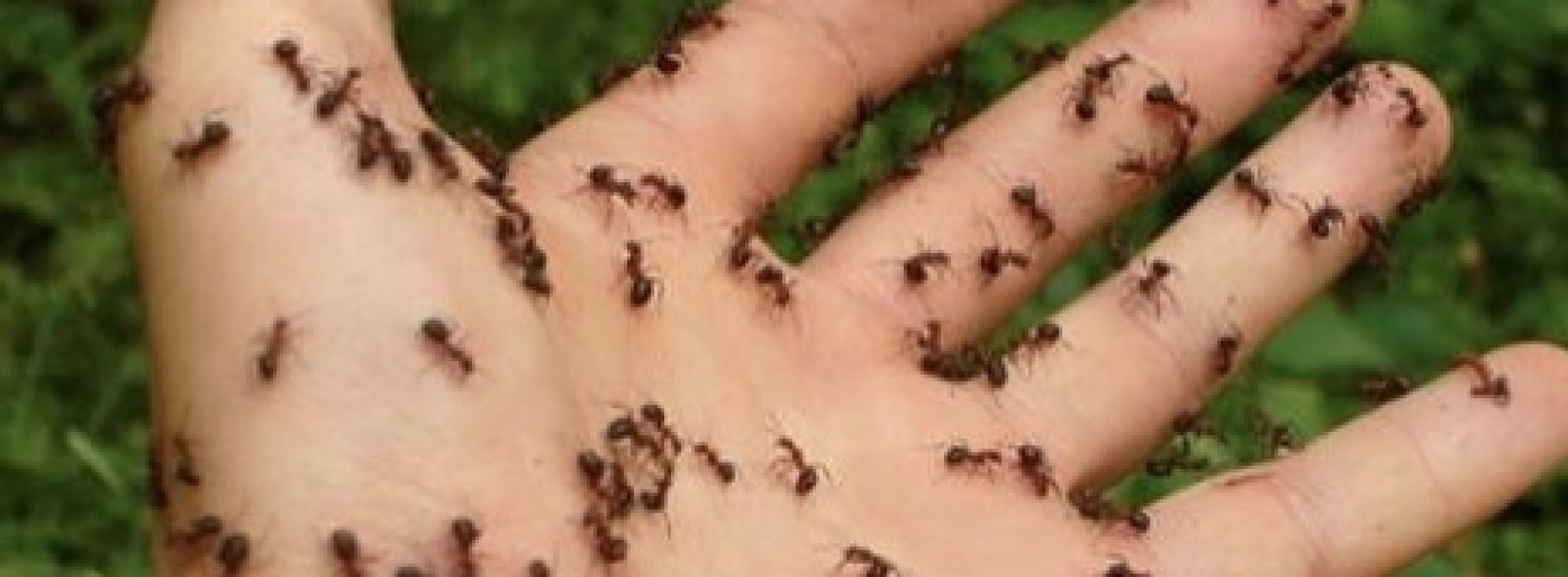 Reken af met die mieren door dit zelfgemaakte mengsel in je huis te spuiten!