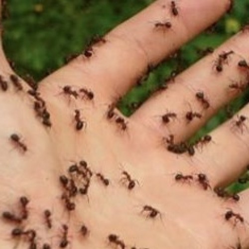 Reken af met die mieren door dit zelfgemaakte mengsel in je huis te spuiten!
