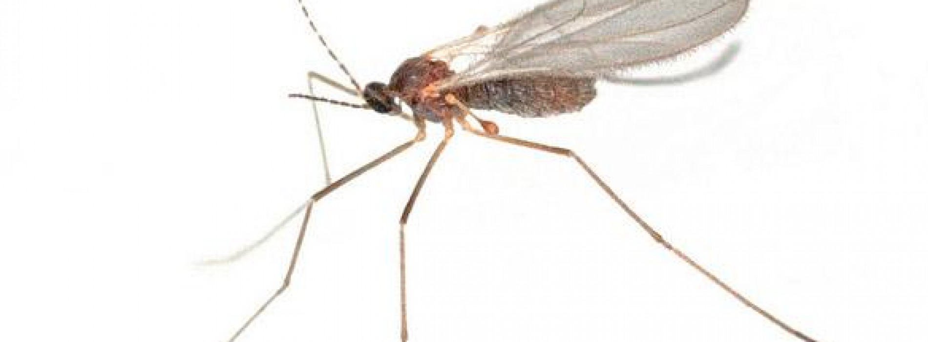 Er is een heel simpel middel om sneller van je muggenbult af te komen