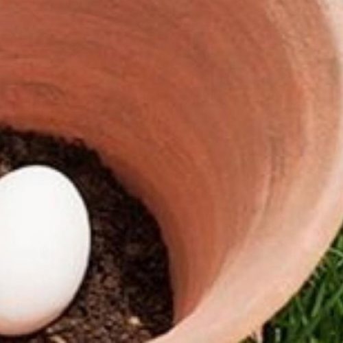 Een ei bewaren in de achtertuin, waarom zou je dat doen? Om deze geniale reden!