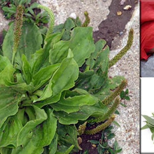 Dit algemeen voorkomend oprit (on)kruid is een van de natuur’s meest krachtige survival planten!