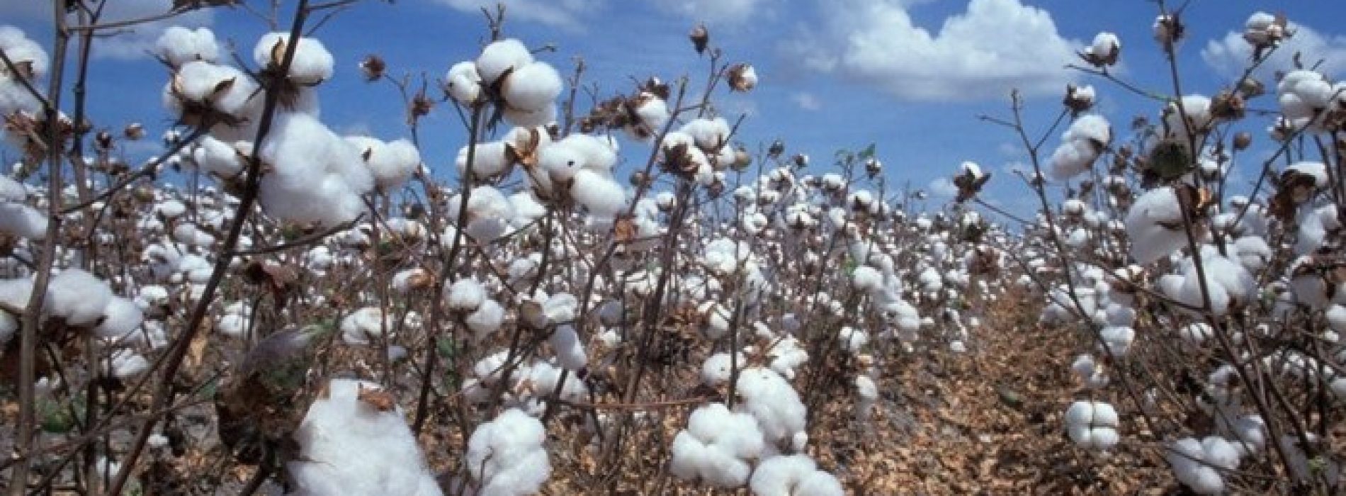“We zijn geschokt”: 85% tampons en hygiëneproducten besmet met giftige onkruidverdelger van Monsanto