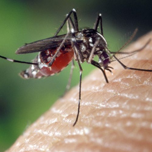 Als jij altijd het doelwit bent van muggen dan moet je dit echt even weten.