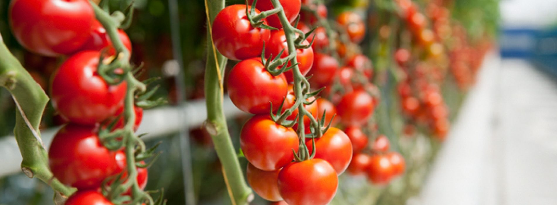 4 handige trucjes die ervoor zullen zorgen dat je tomatenplanten dit jaar perfect zullen groeien!