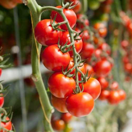 4 handige trucjes die ervoor zullen zorgen dat je tomatenplanten dit jaar perfect zullen groeien!