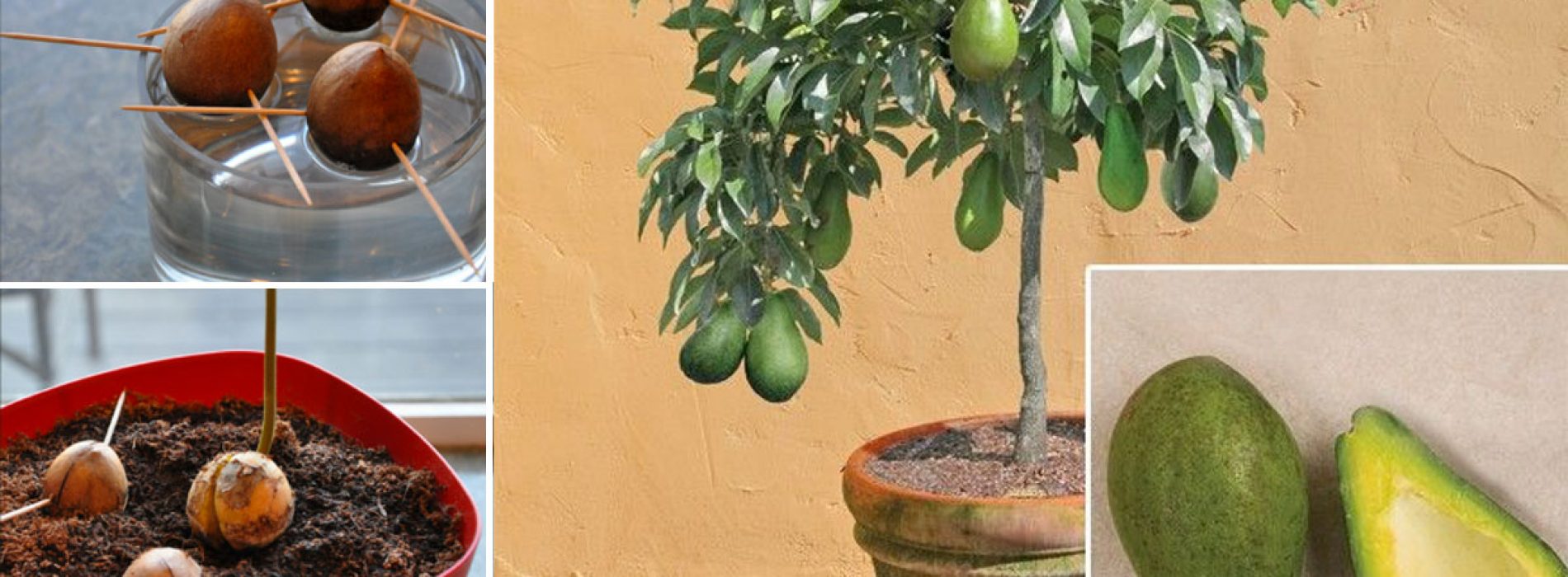 Vanaf nu hoef jij geen avocado’s meer te kopen. Ze zelf kweken is namelijk super makkelijk via deze manier!