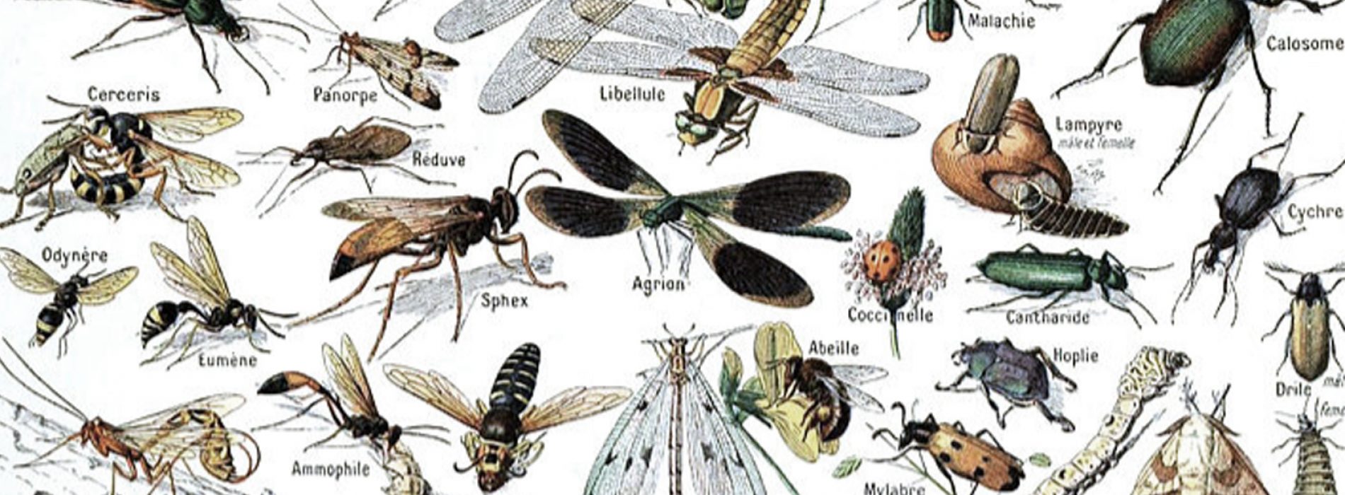 Natuurlijke remedies om insecten uit je buurt te houden