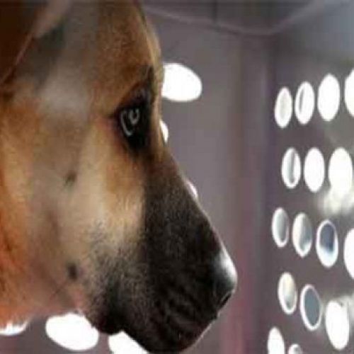 Dierenarts: “Iedere dag sterven duizenden huisdieren door vaccins die ze niet nodig hebben”