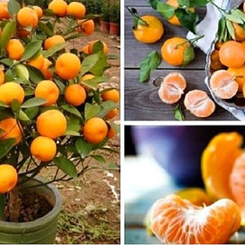 Stop met het kopen van mandarijnen. Plant ze in een bloempot en je hebt altijd honderden biologische mandarijnen!