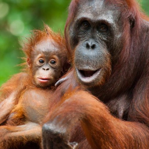 Wereldprimeur: orang-oetans maken hun eigen medicijnen. Is de mens wel zo slim als hij denkt?