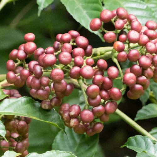 Deze 5 tropische planten kunnen ‘antikanker voordelen’ bieden