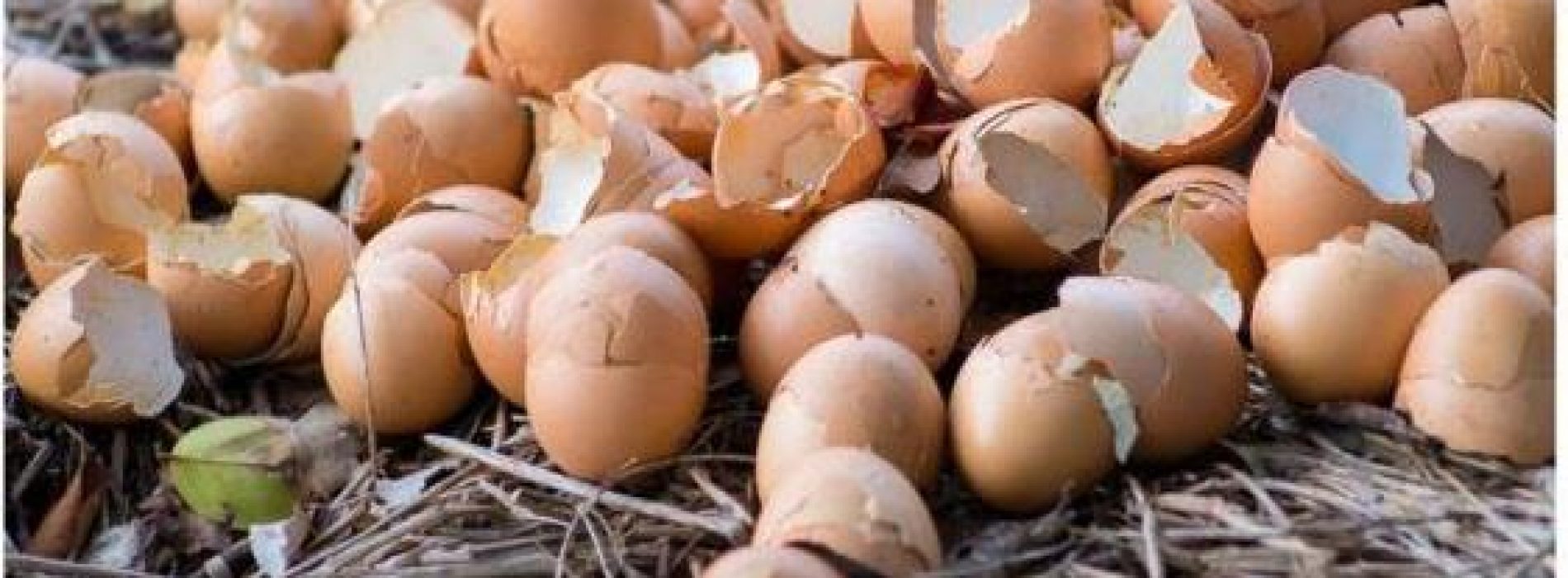 6 Briljante toepassingen voor eierschalen in uw tuin