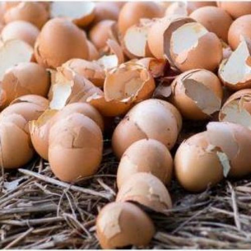 6 Briljante toepassingen voor eierschalen in uw tuin