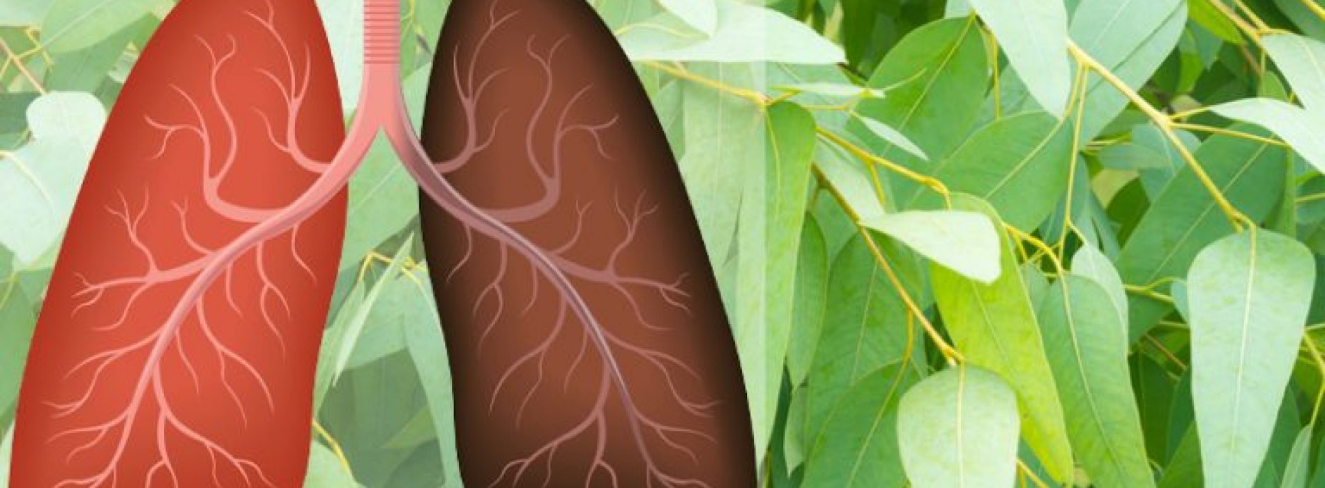 9 Planten en kruiden die longschade herstellen, infecties bestrijden en de gezondheid van de longen bevorderen