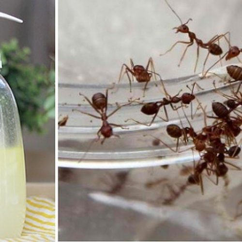 Spray dit eenvoudige mengsel en je zult nooit meer mieren in je huis zien!