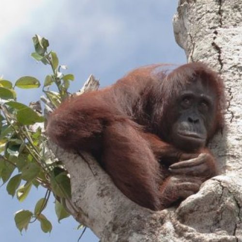 Zwangere Orang-Utan klampt zich vast aan de laatste boom terwijl bulldozers het regenwoud om haar heen vernietigen
