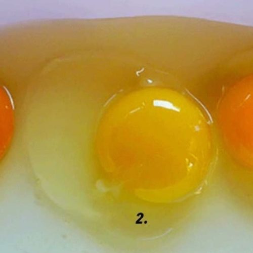 Wat eierdooier kleur kan onthullen over de kip waar hij vandaan kwam