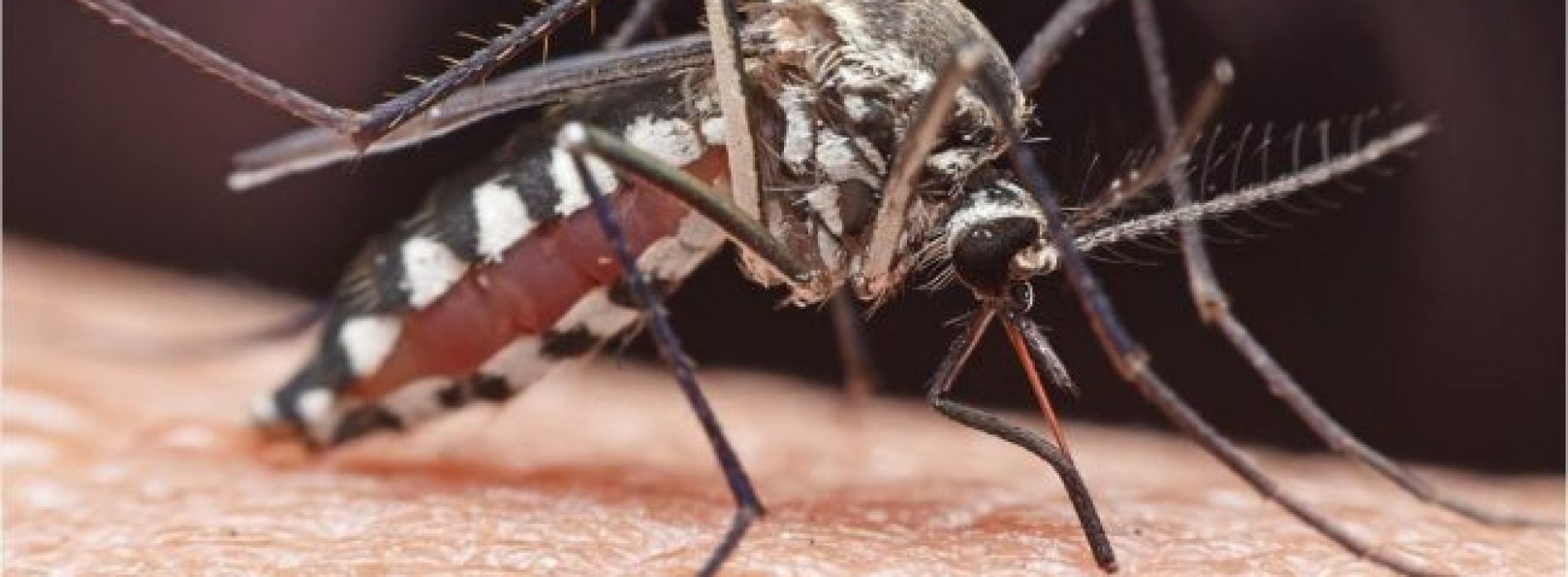 Florida Health Officials zeggen Via muggen overgedragen virus dat zwelling van de hersenen veroorzaakt, gedetecteerd in de staat