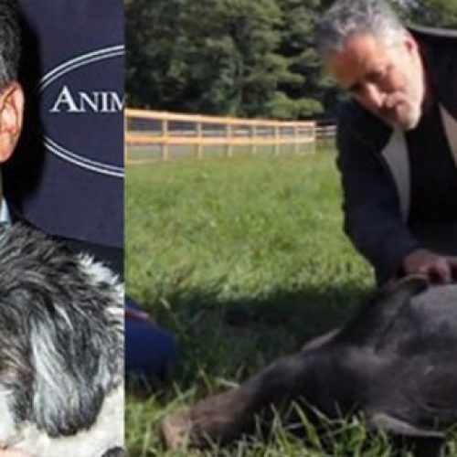 Jon Stewart en zijn vrouw openden een reservaat van 12 hectare voor mishandelde dieren