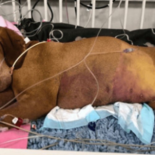 Hond sterft tragisch na het eten van brownies met Xylitol, eigenaar waarschuwt andere huisdierouders