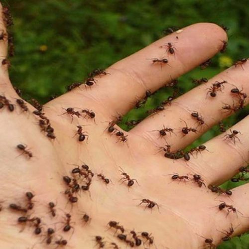 5 natuurlijke methoden om mieren voorgoed te elimineren