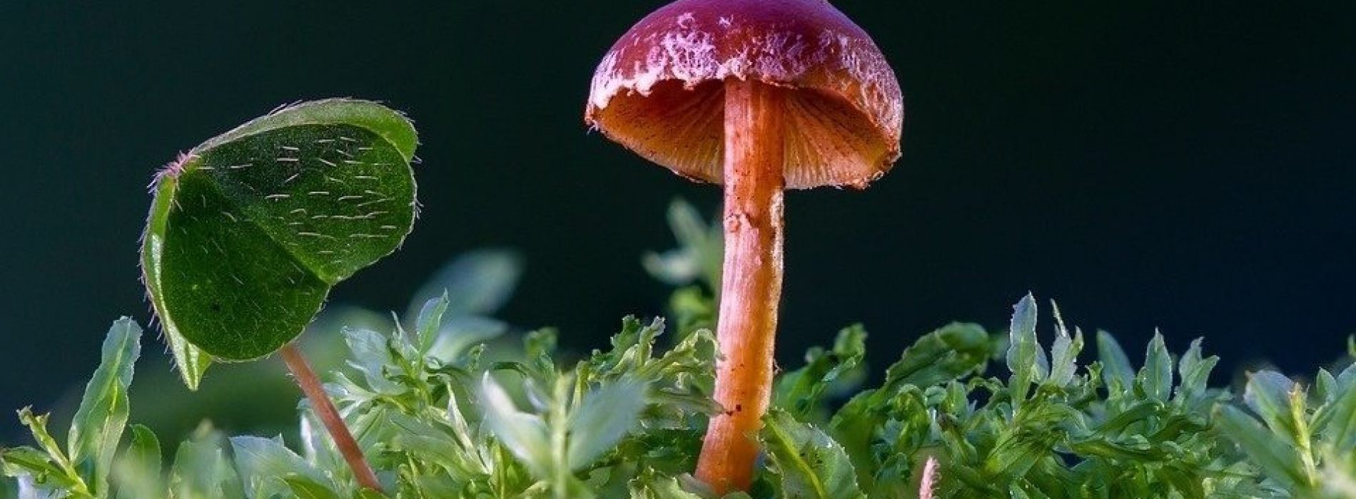 Wetenschappers hebben een paddenstoel ontdekt die plastic eet!