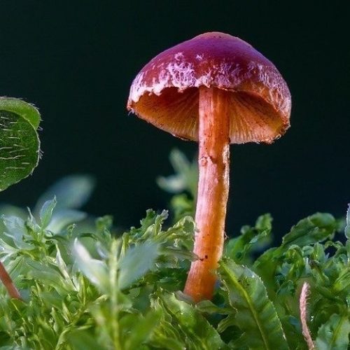Wetenschappers hebben een paddenstoel ontdekt die plastic eet!