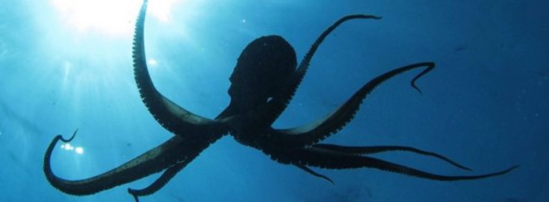Wetenschappers waarschuwen dat we absoluut geen octopussen mogen kweken