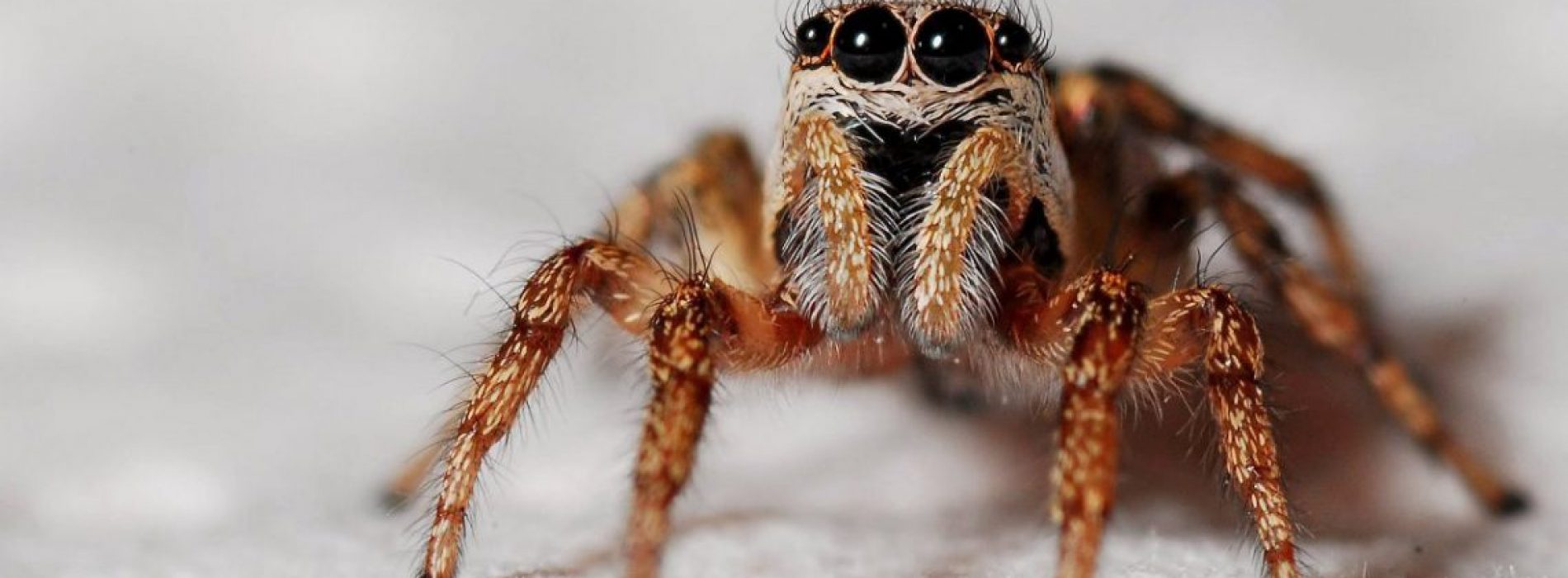 Waarom je de spinnen in je huis niet zou moeten doden volgens een entomoloog