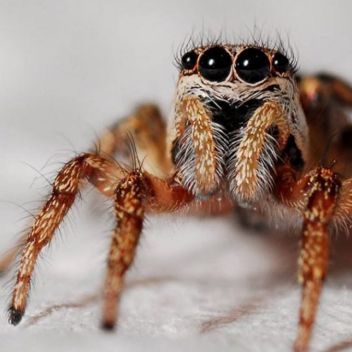 Waarom je de spinnen in je huis niet zou moeten doden volgens een entomoloog