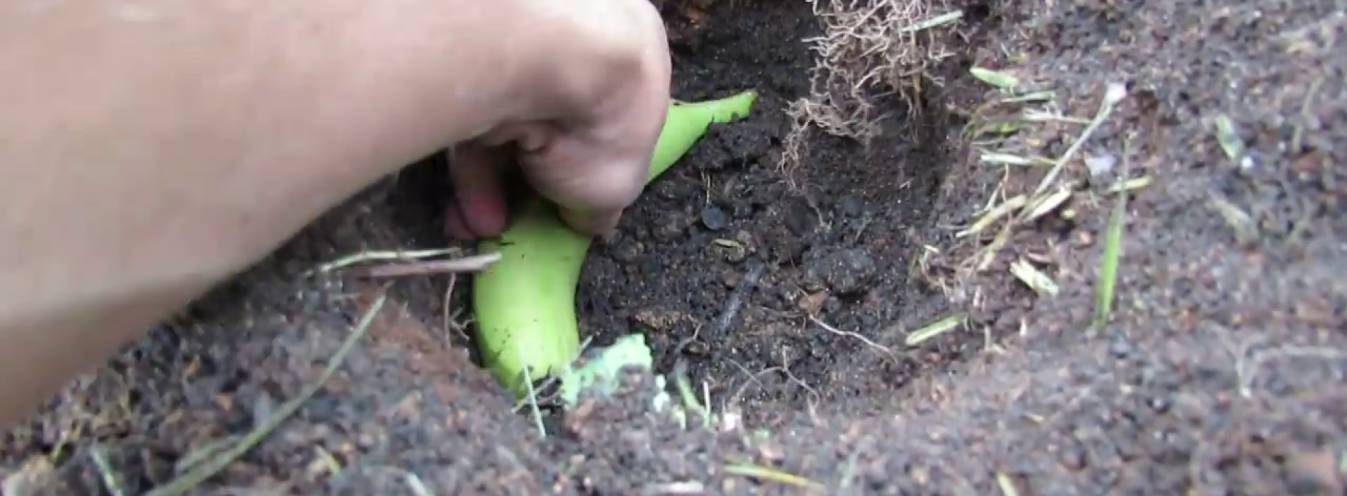 Als je een ei en een banaan naast elkaar in de tuin begraaft, krijg je een aantal verbluffende resultaten