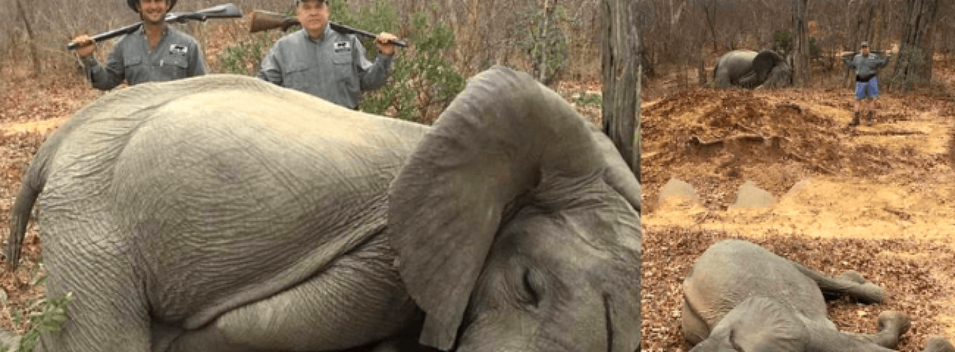 Rijke Amerikaanse zakenman poseert met dode babyolifanten die hij trots heeft vermoord in Afrika