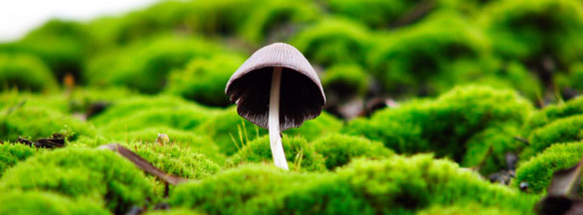 PSILOCYBIN paddenstoelen tonen 80% succespercentage voor stoppen met roken