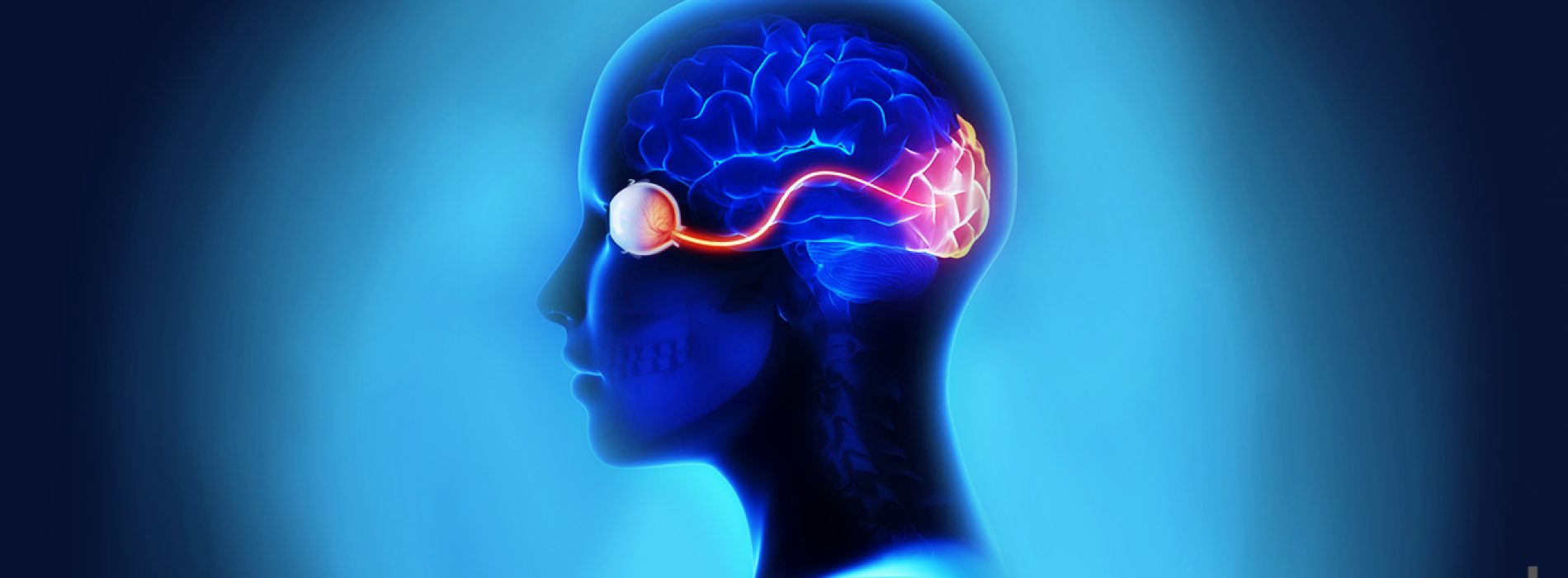 Het verband tussen hersenen en ooggezondheid