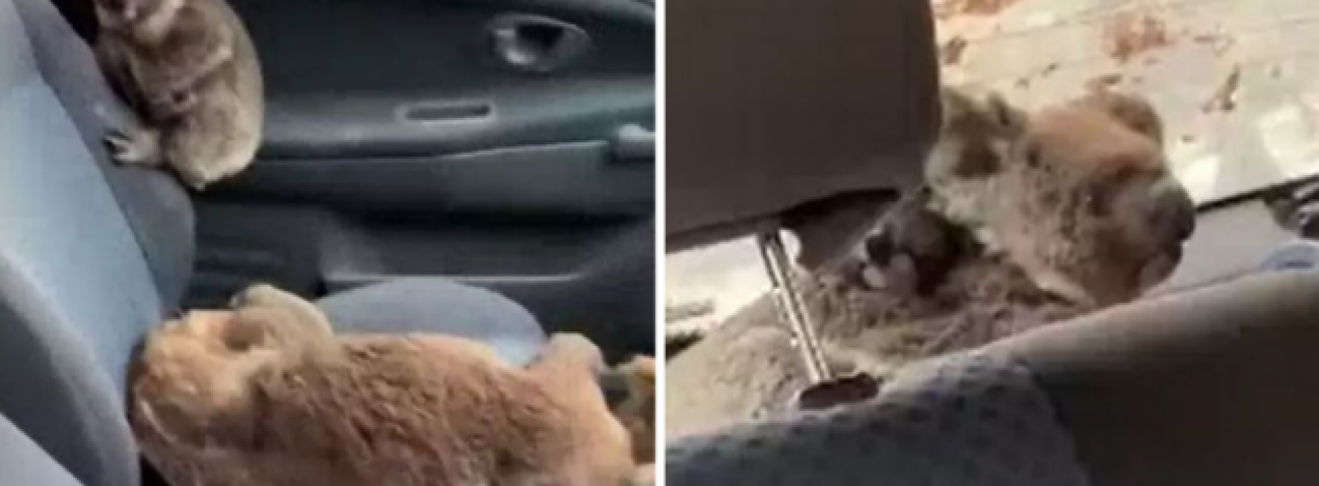Hartverwarmende video toont dappere tieners die een auto vullen met koala’s om ze te redden van bosbranden