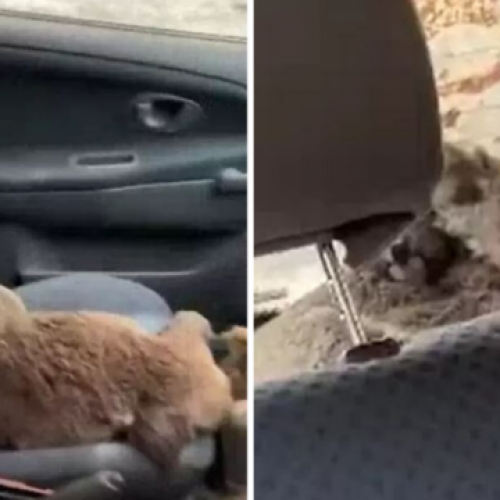 Hartverwarmende video toont dappere tieners die een auto vullen met koala’s om ze te redden van bosbranden