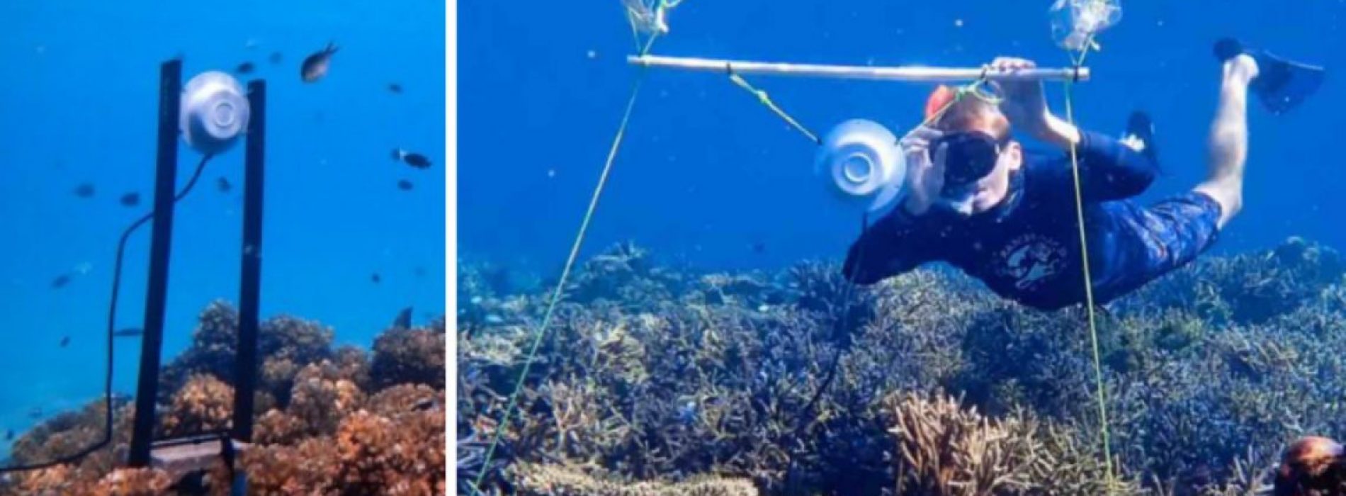 Wetenschappers spelen onderwatergeluiden om dode koraalriffen weer tot leven te brengen