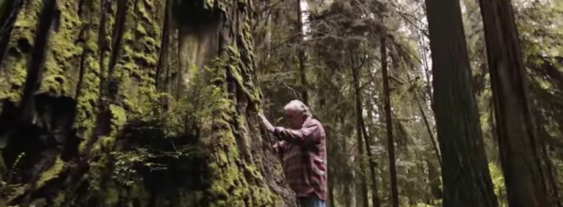 Goed bezig! Deze man kloont oude groei-sequoia’s en plant ze op veilige plekken (video)