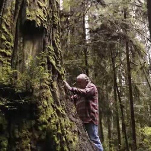 Goed bezig! Deze man kloont oude groei-sequoia’s en plant ze op veilige plekken (video)