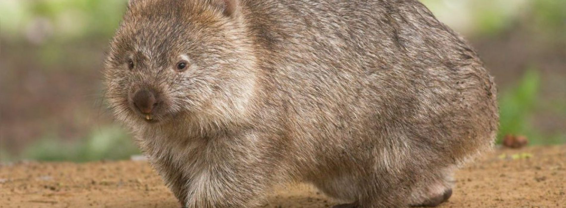 Wombats zijn de helden van de Australische branden, die dieren onderbrengen in hun holen
