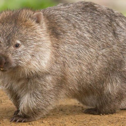Wombats zijn de helden van de Australische branden, die dieren onderbrengen in hun holen