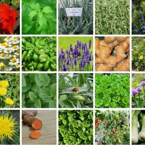 Deze medicinale (on)kruiden die groeien in uw achtertuin (video)