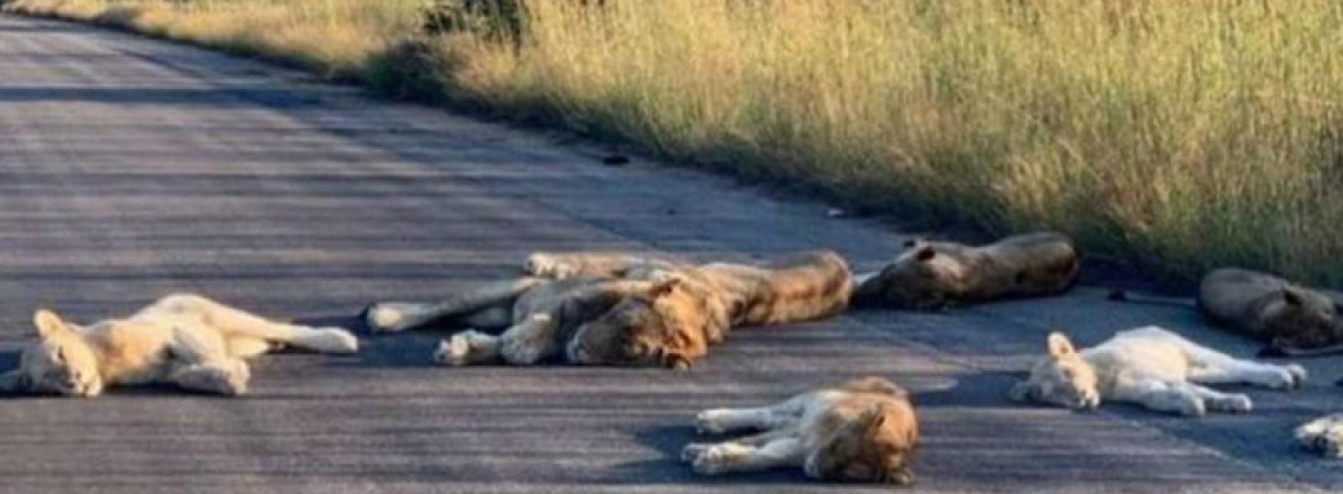 Nu Zuid-Afrika op slot zit, doen de leeuwen het erg rustig aan