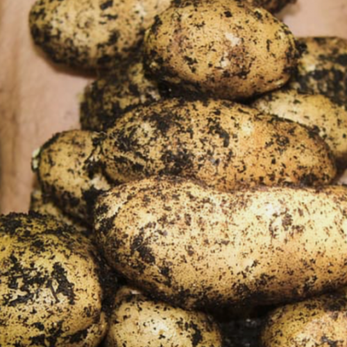 Volg deze 4 eenvoudige stappen om honderd pond aardappelen in een vat te laten groeien