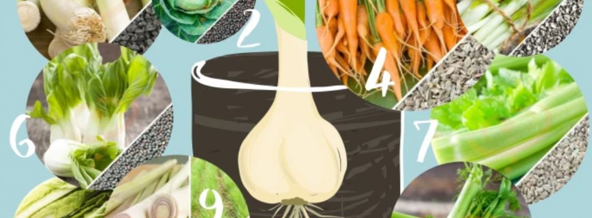 Paraatheid: hoe groenten in water te laten groeien