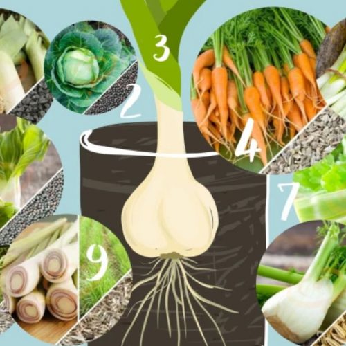 Paraatheid: hoe groenten in water te laten groeien