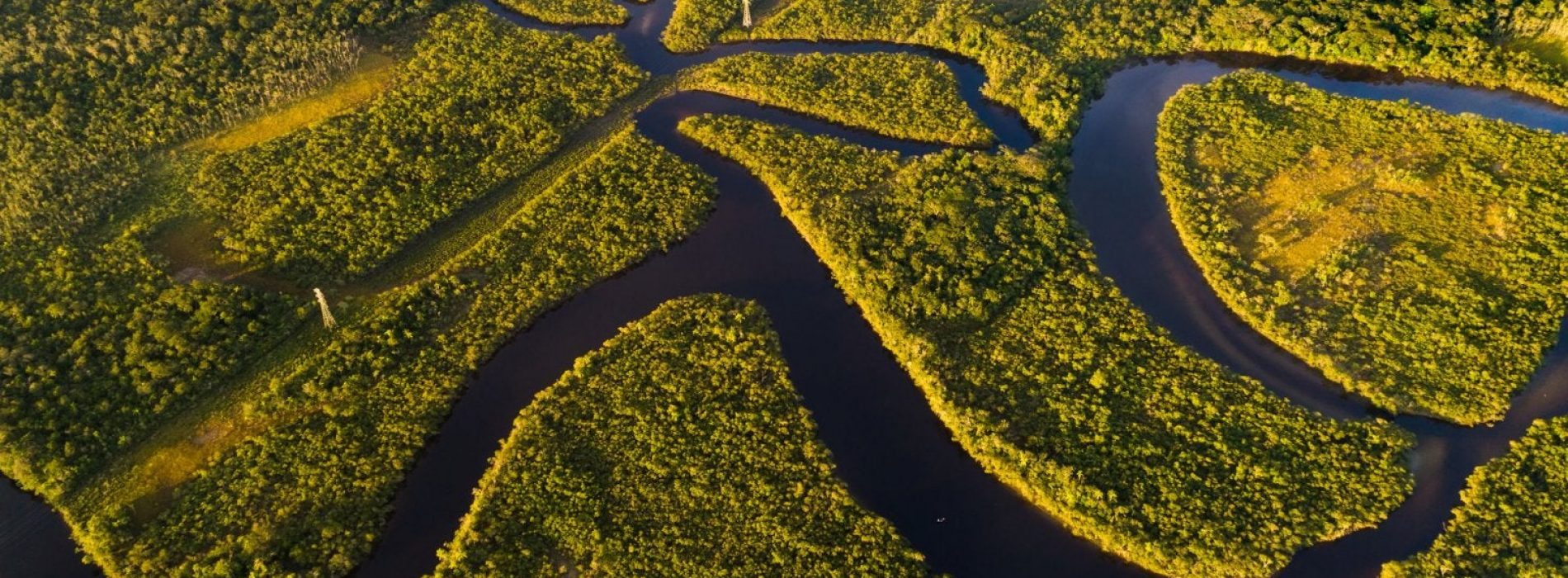 Goed nieuws voor de longen van de aarde nu de inheemse Amazonegroep een illegale boomkapzaak wint